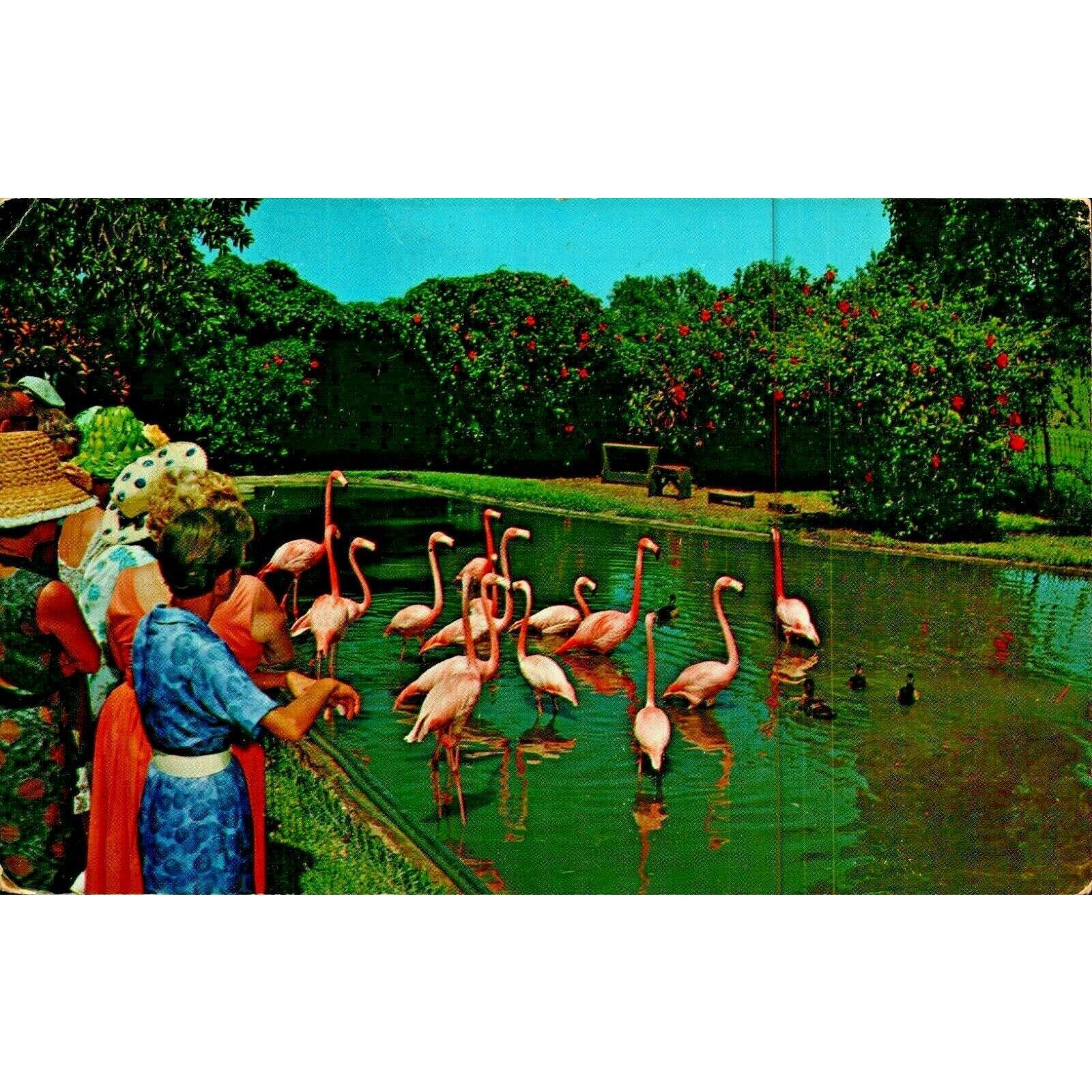 Postcard Pink Flamingos Fort Lauderdale Florida FL Chrome