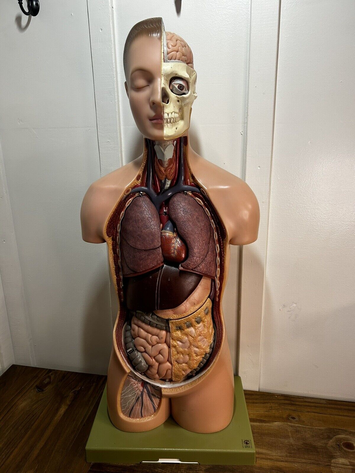 Vintage SOMSO 36” Anatomical Model Human Torso And Head As-11 Abdominal Thoracic