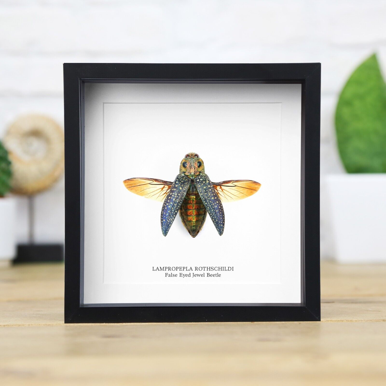False Eyed Jewel Beetle Insect Taxidermy Box Frame Home Decor Interior Design