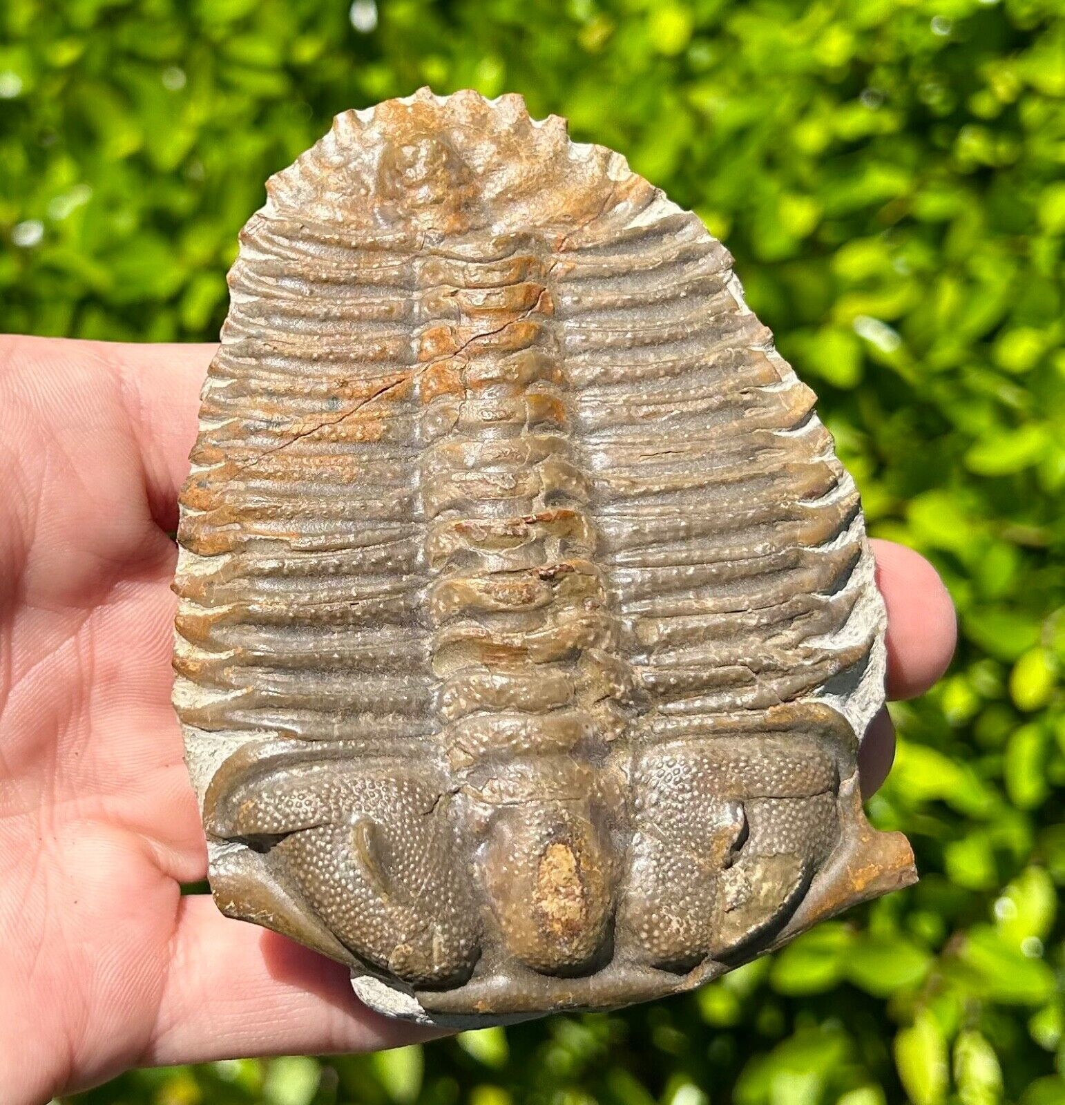 HUGE Damesella paronai Fossil Trilobite China Cambrian Age RARE Bug Damsellidae