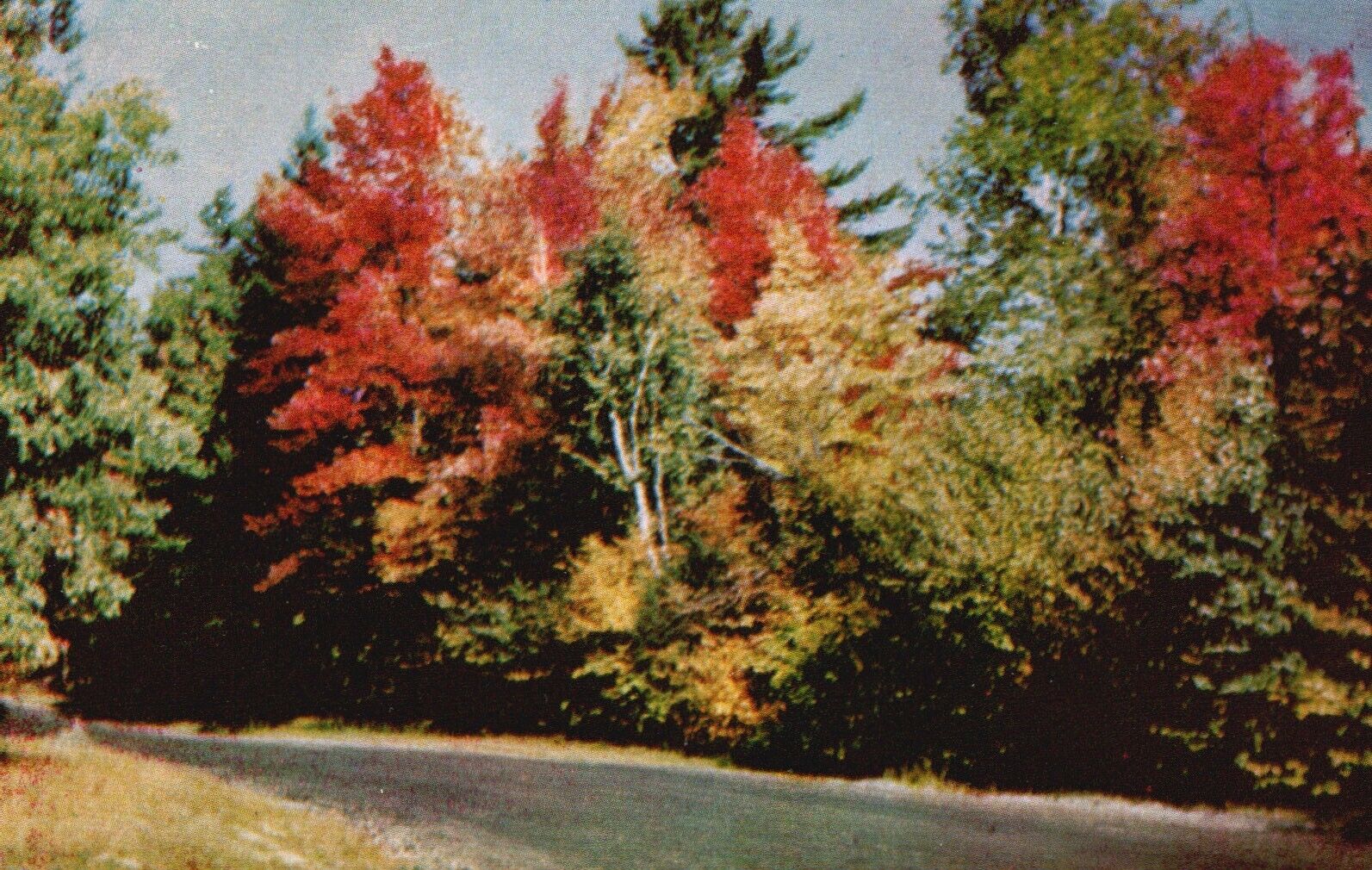 Postcard WV Greetings from Chester Fall Foliage Posted Chrome Vintage PC G2041