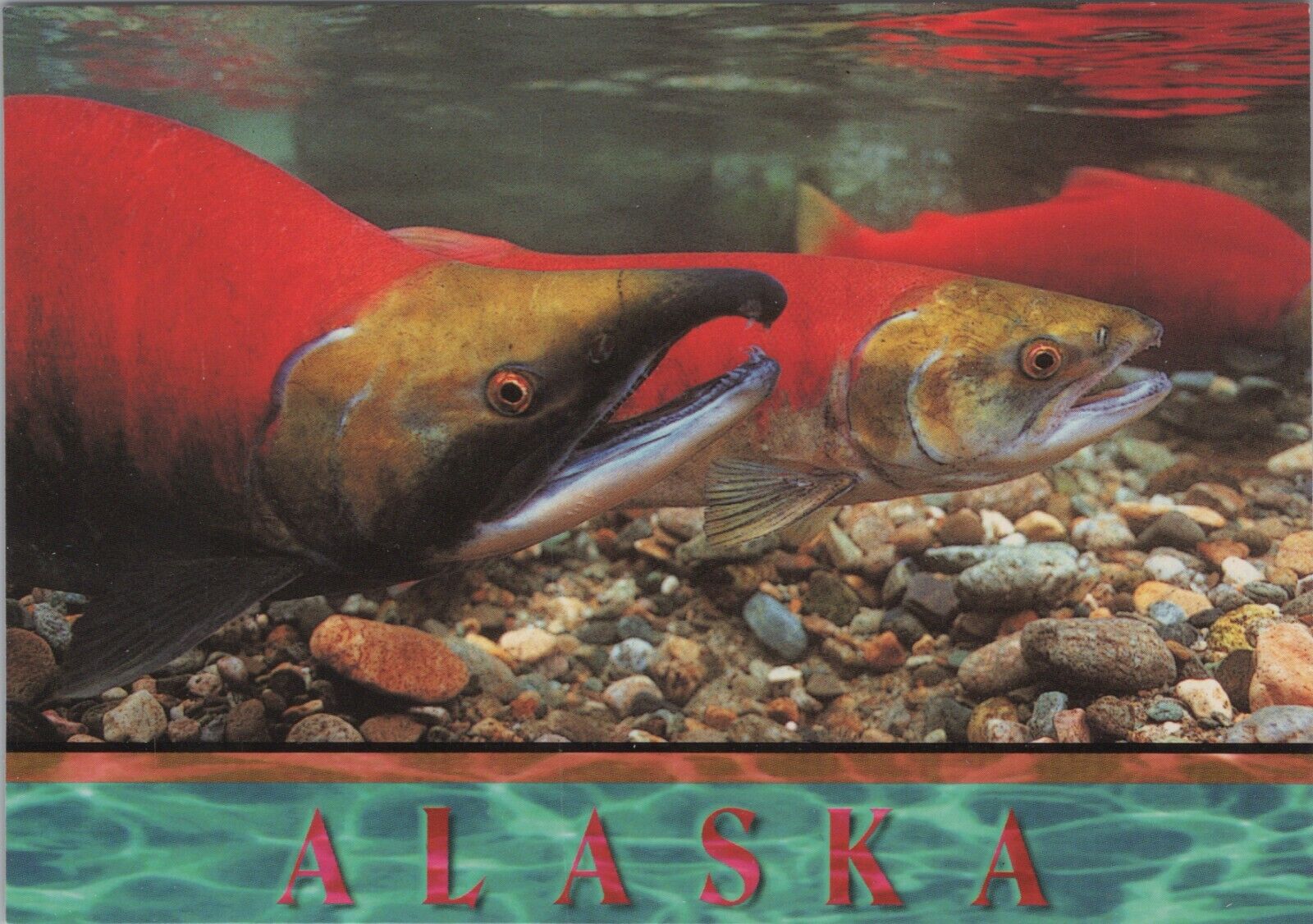 MR ALE PC Alaska AK Alaska Sockeye Salmon c1970-80 Chrome UNP B1775