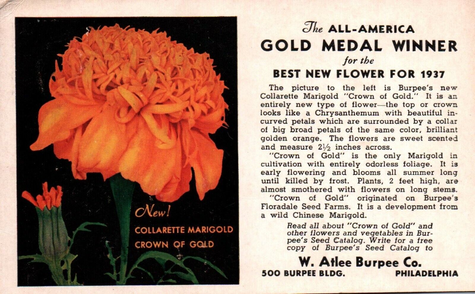 Philadelphia PA Collarette Marigold Burpee 1937 Gold Medal Winner Postcard