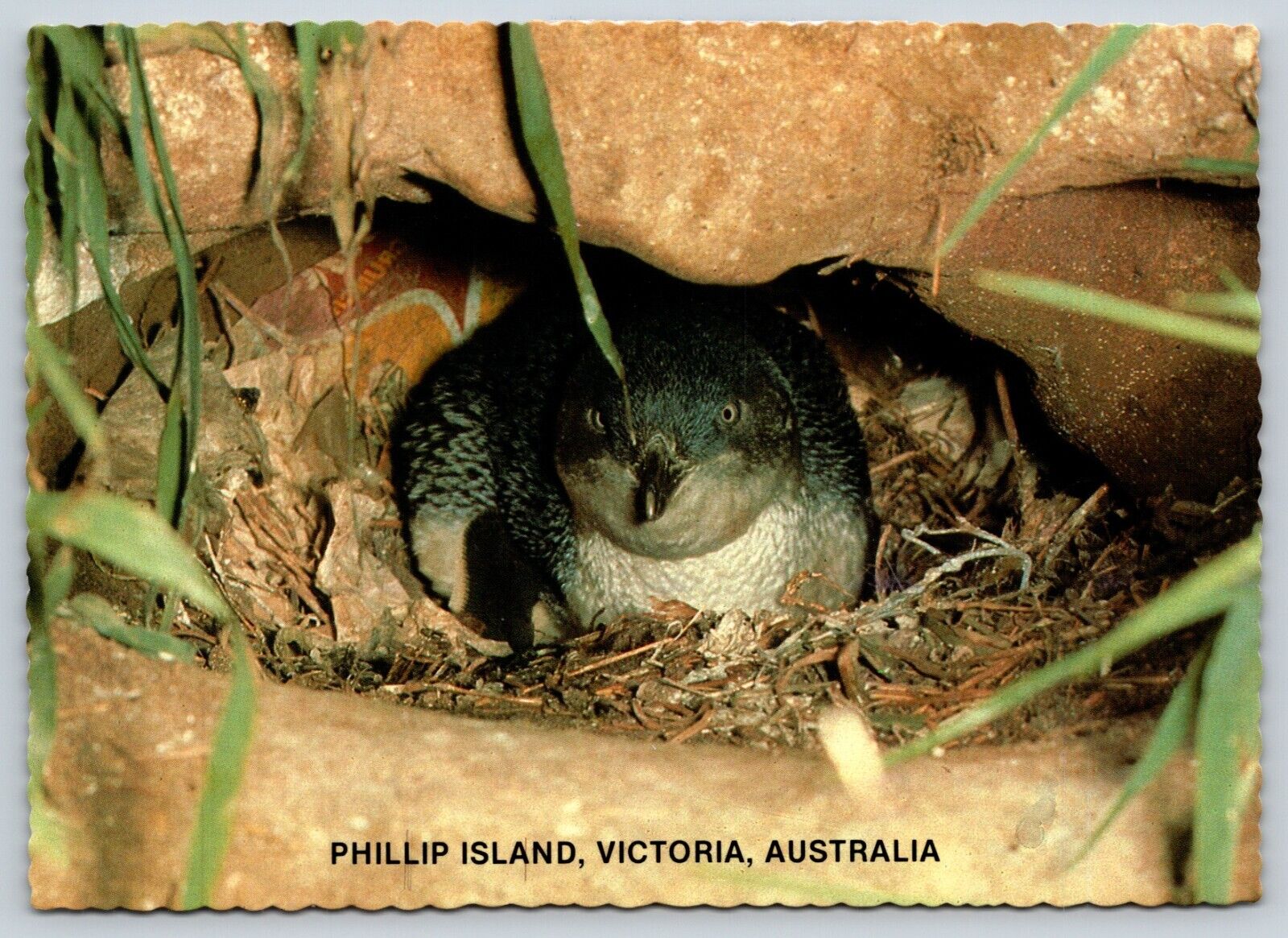Postcard Australia Penguin Phillip Island Victoria Reserve E3