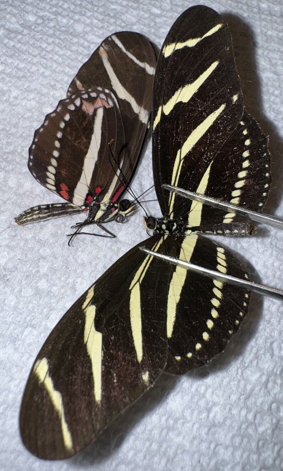 ZEBRA BUTTERFLY PAIR (M,F) #3 Heliconius charitonia
