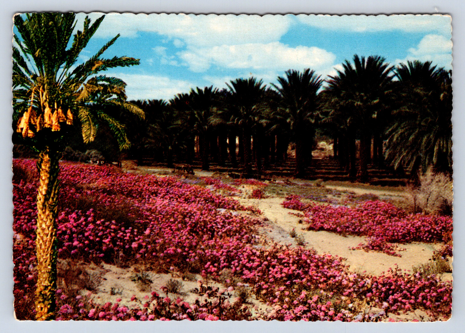 Vintage Postcard Palm Springs Coachella Valley California 1984