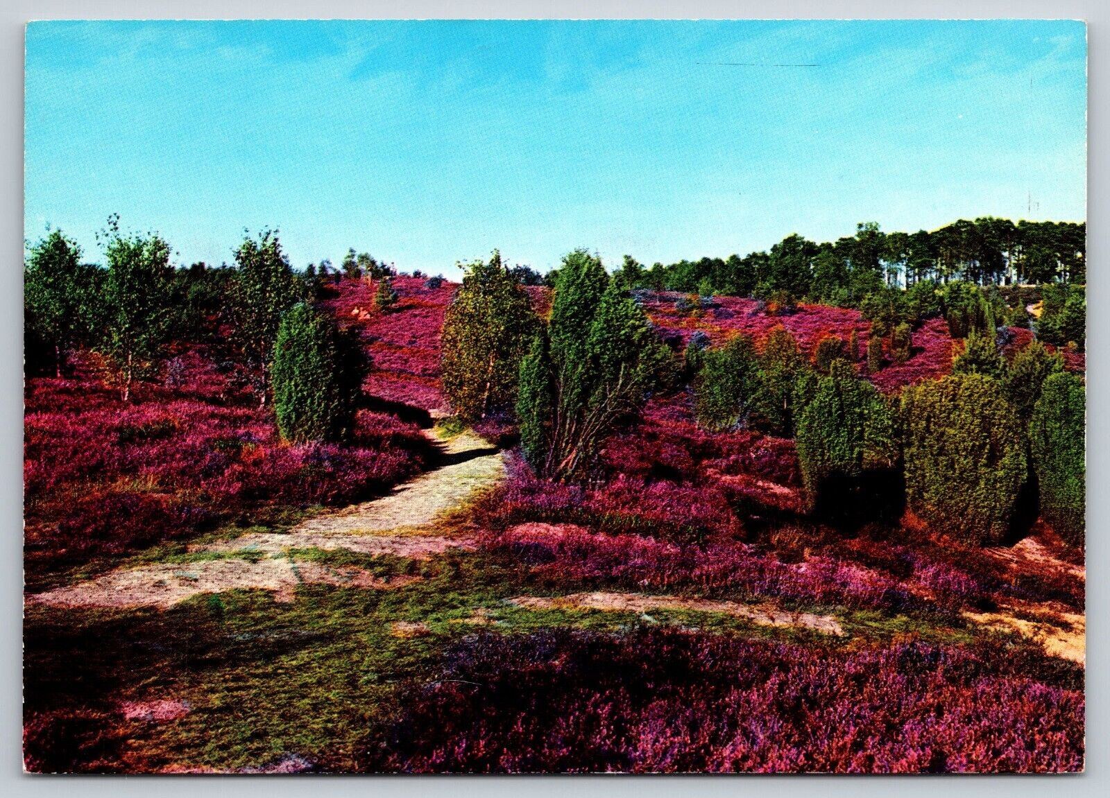 Postcard - Europe Germany Luneburger Heide  Heath Lower Saxony c1980   14