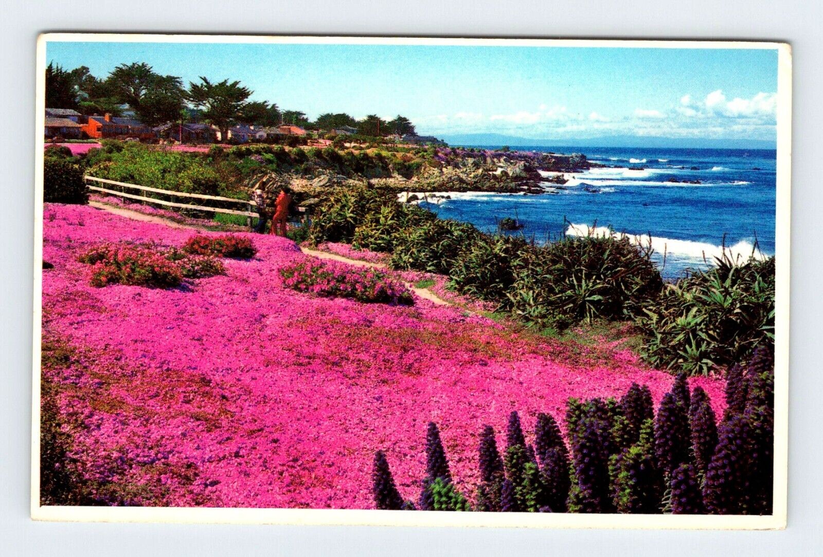 Dazzling Magic Carpet Pacific Grove California Vintage Postcard BRY8