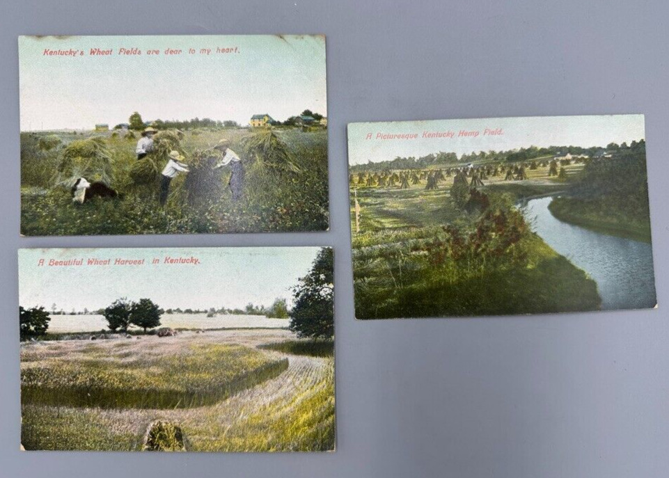 c 1910 KENTUCKY Farm WHEAT Field HEMP Unused Postcards Antique