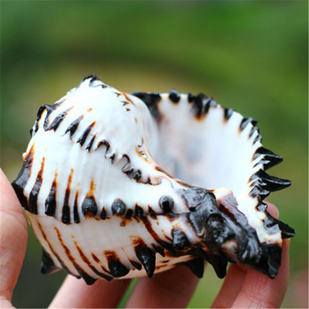 1 Natural Black Murex Shell Sea Snail Conch Spiral Seashell Nautical Decor 4