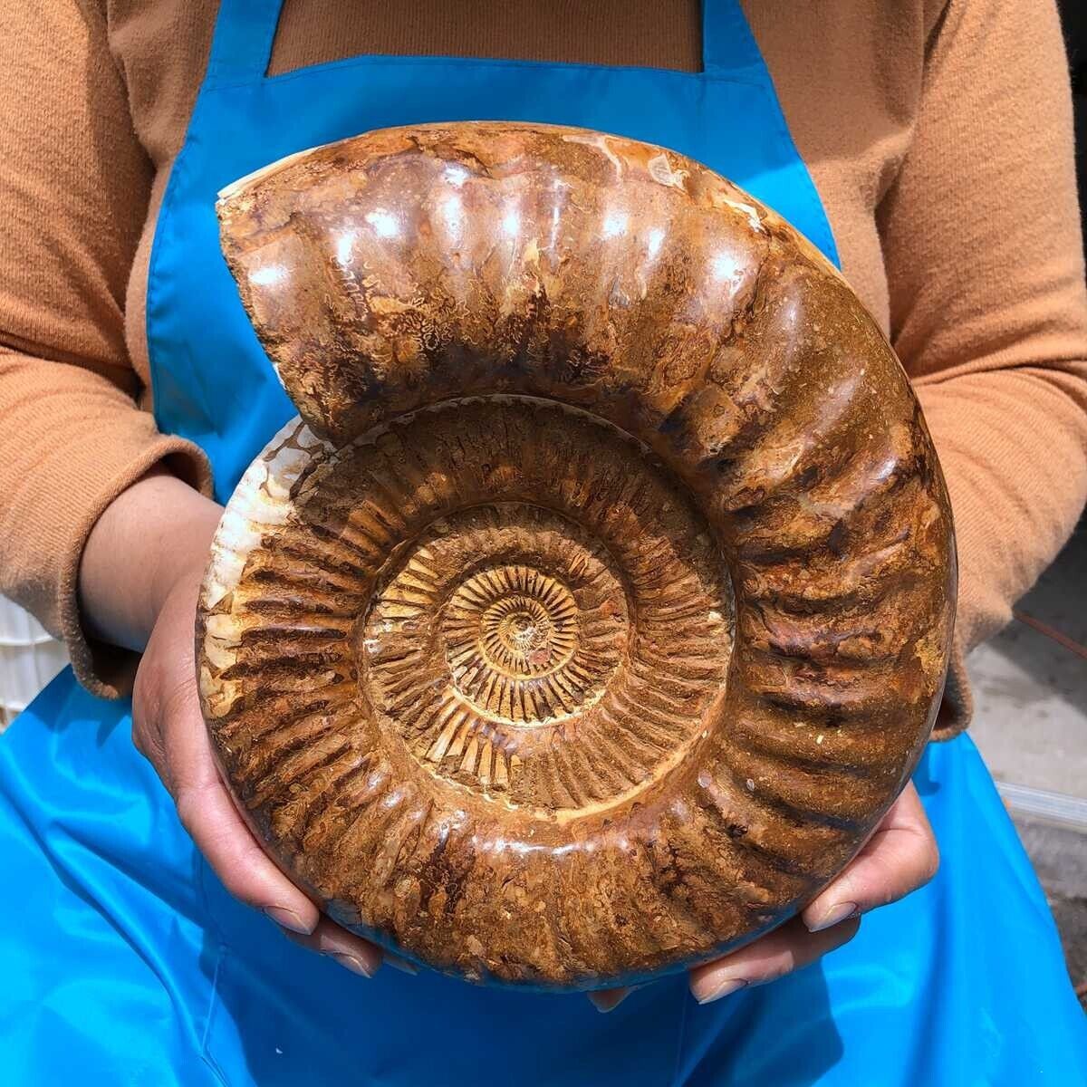 8.16LB TOP Natural Beautiful ammonite fossil conch Crystal specimen heals 1151