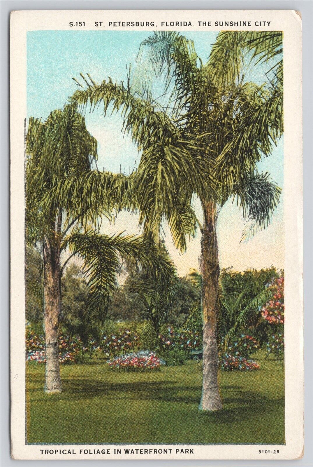 Postcard FL St Petersburg Tropical Foliage In Waterfront Park