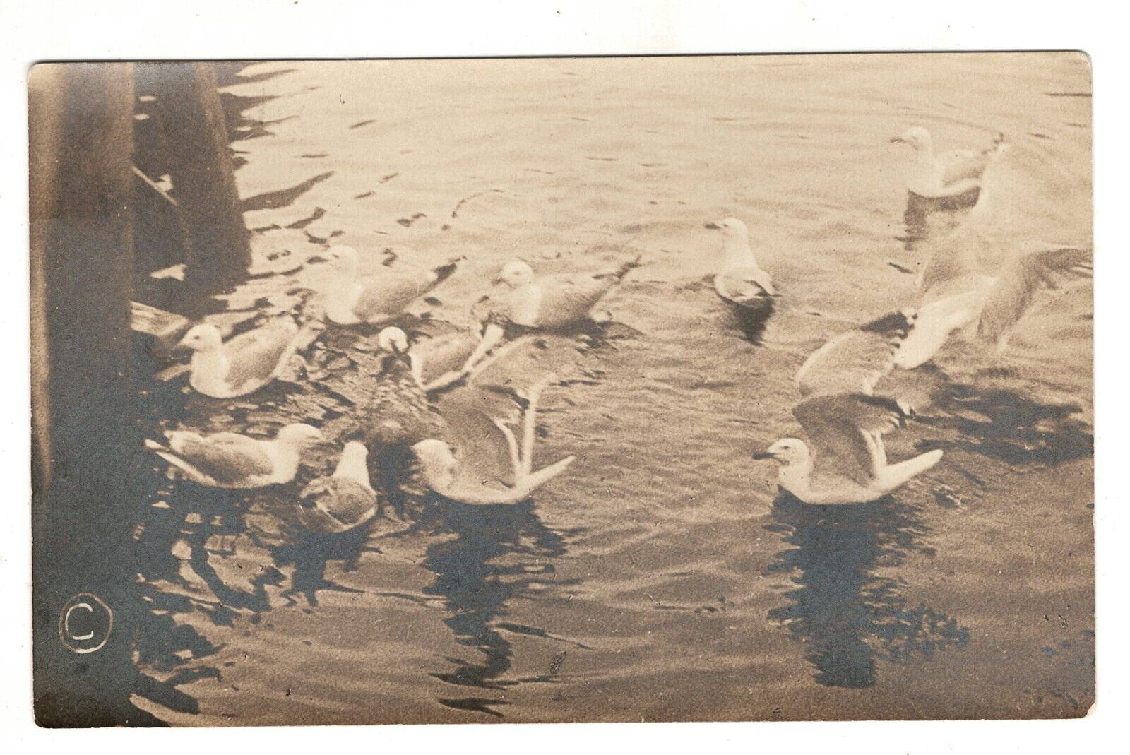 RPPC Flock of Ducks Boothbay Harbor MN Labbie Picture Shop Antique Postcard