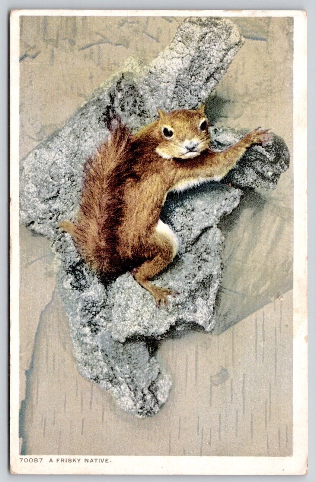Postcard Frisky Native Squirrel Antique WB PM Intervale NH Cancel WOB Note 1c