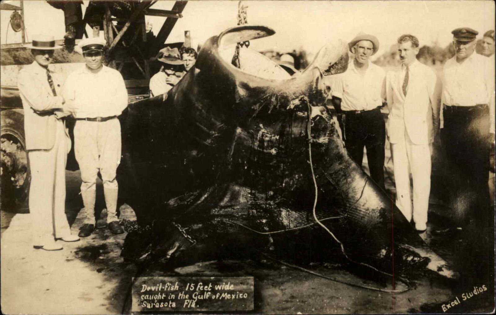 Sarasota FL Florida Massive Devil-Ray Devilray Fish Fishing Catch c1930 RPPC