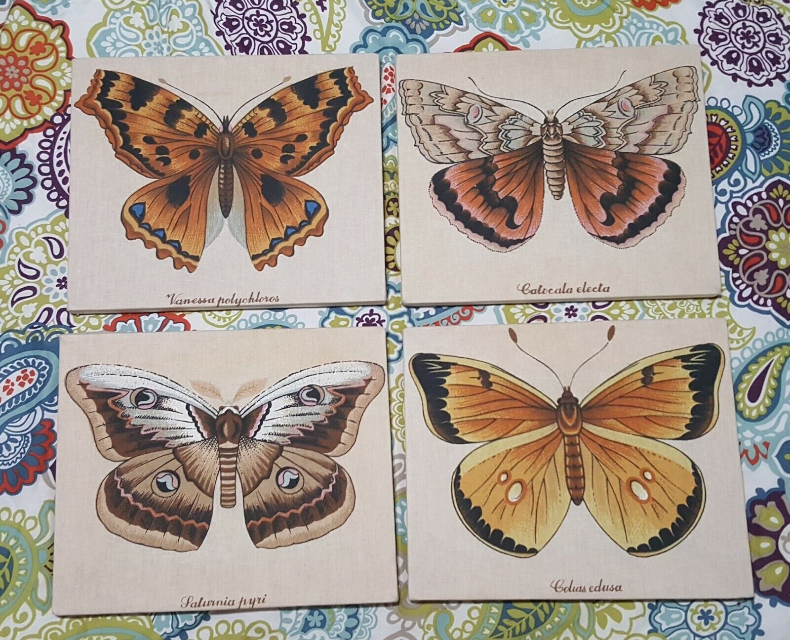 Moth Species Print On Canvas - Set Of 4 - Each 10\