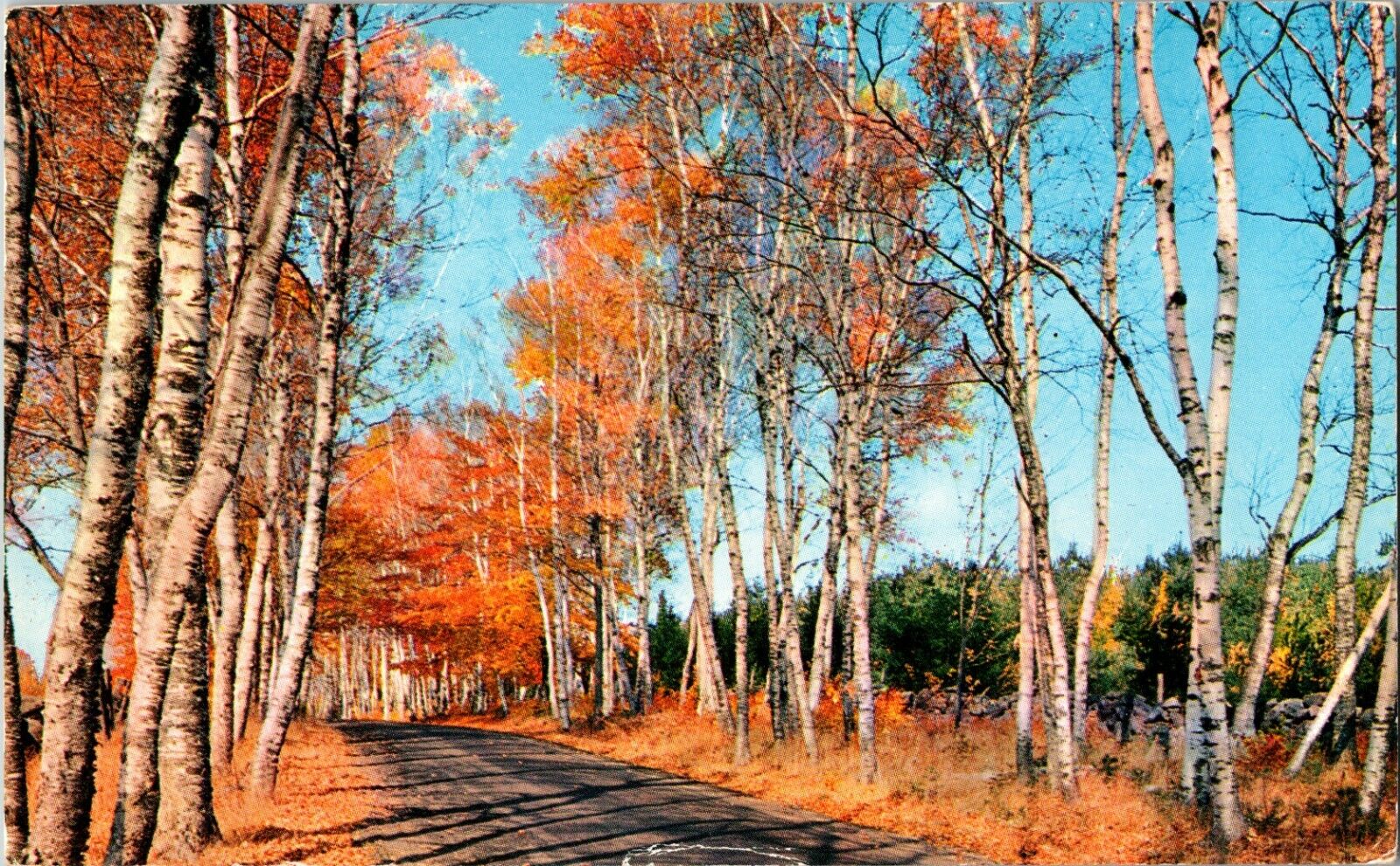 Postcard ME Beautiful Maine Birches in Autumn