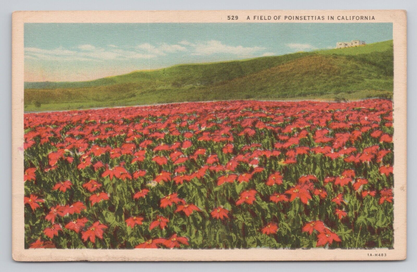Postcard A Field of Poinsettias in California