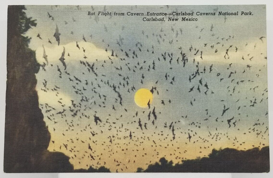 NEW MEXICO Carlsbad Caverns Bat Flight Cavern Entrance Vintage NM Postcard