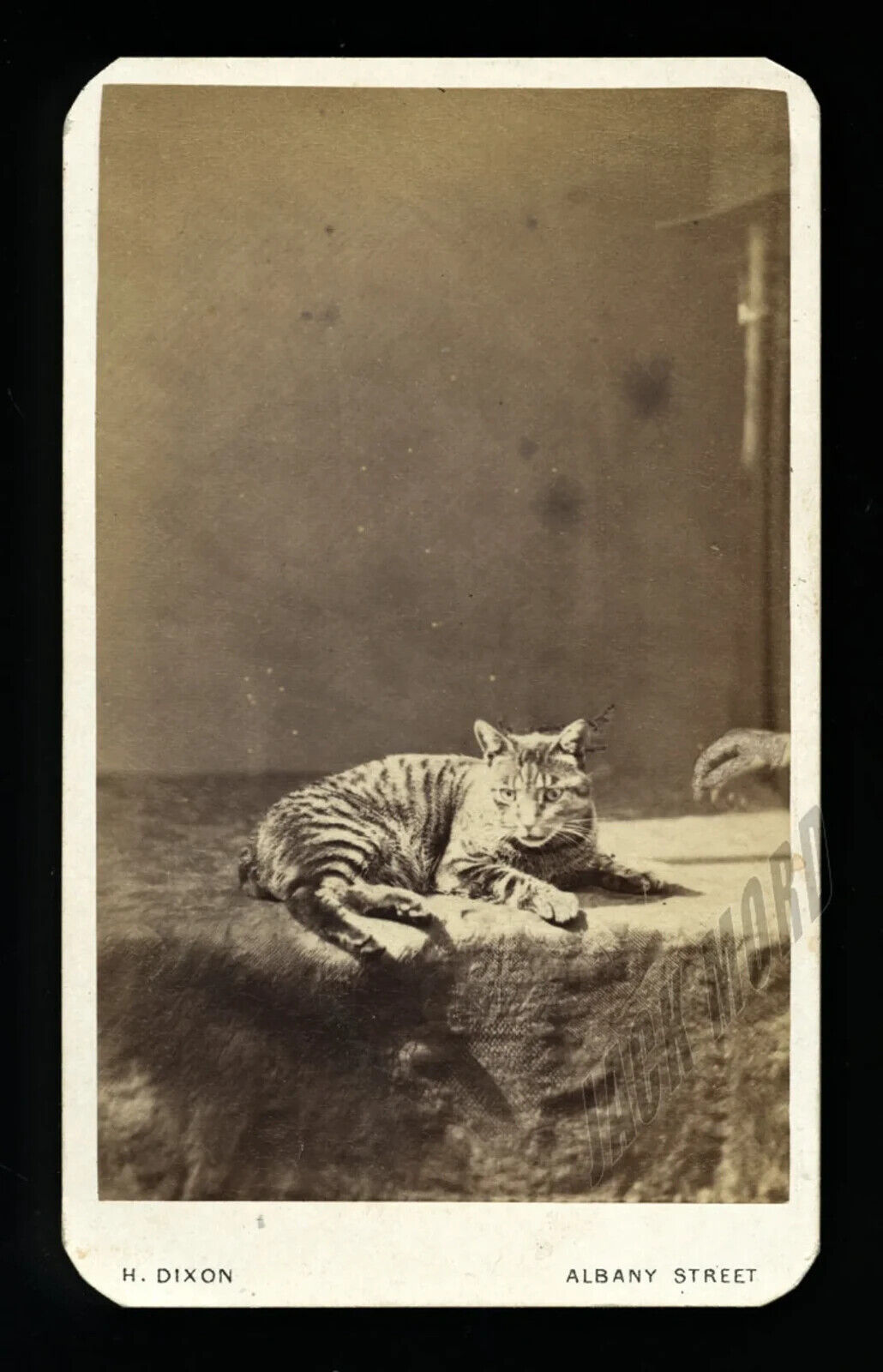 Unusual CDV Photo Tabby Cat with Reaching Hidden Mother Hand 1860s Creepy