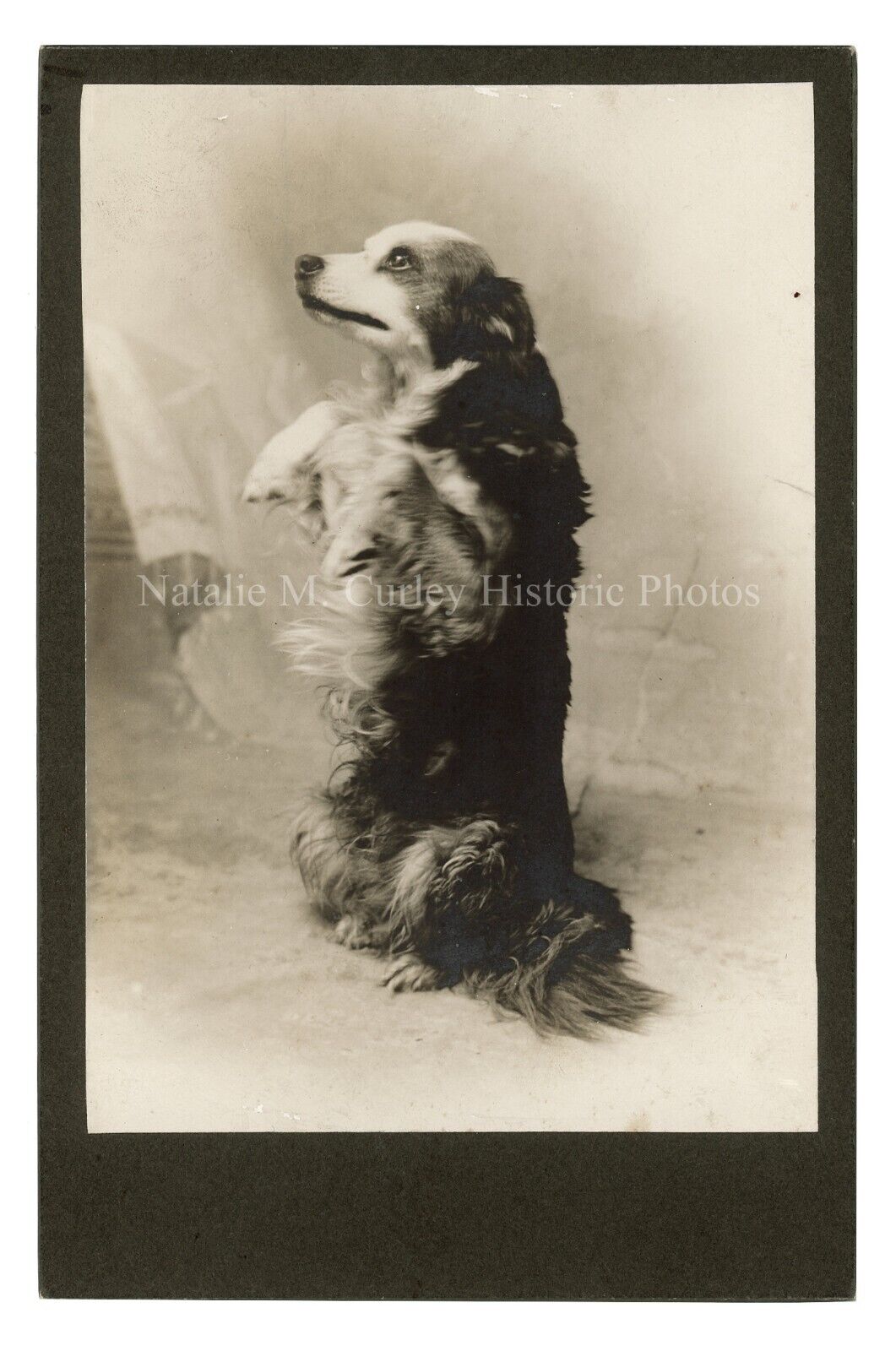 1900s Trick Dog Studio Cabinet Photo