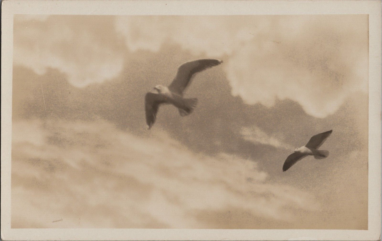 RPPC Seagulls in Flight Abstract 1915 RPPC Photo San Francisco