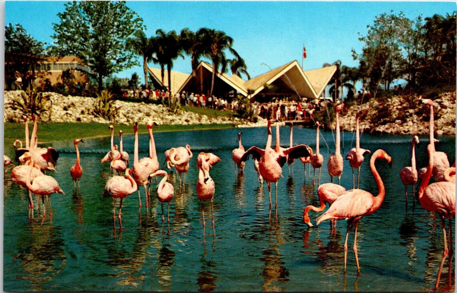 Postcard Pink Flamingos Exotic Birds Busch Gardens Tampa Florida B158