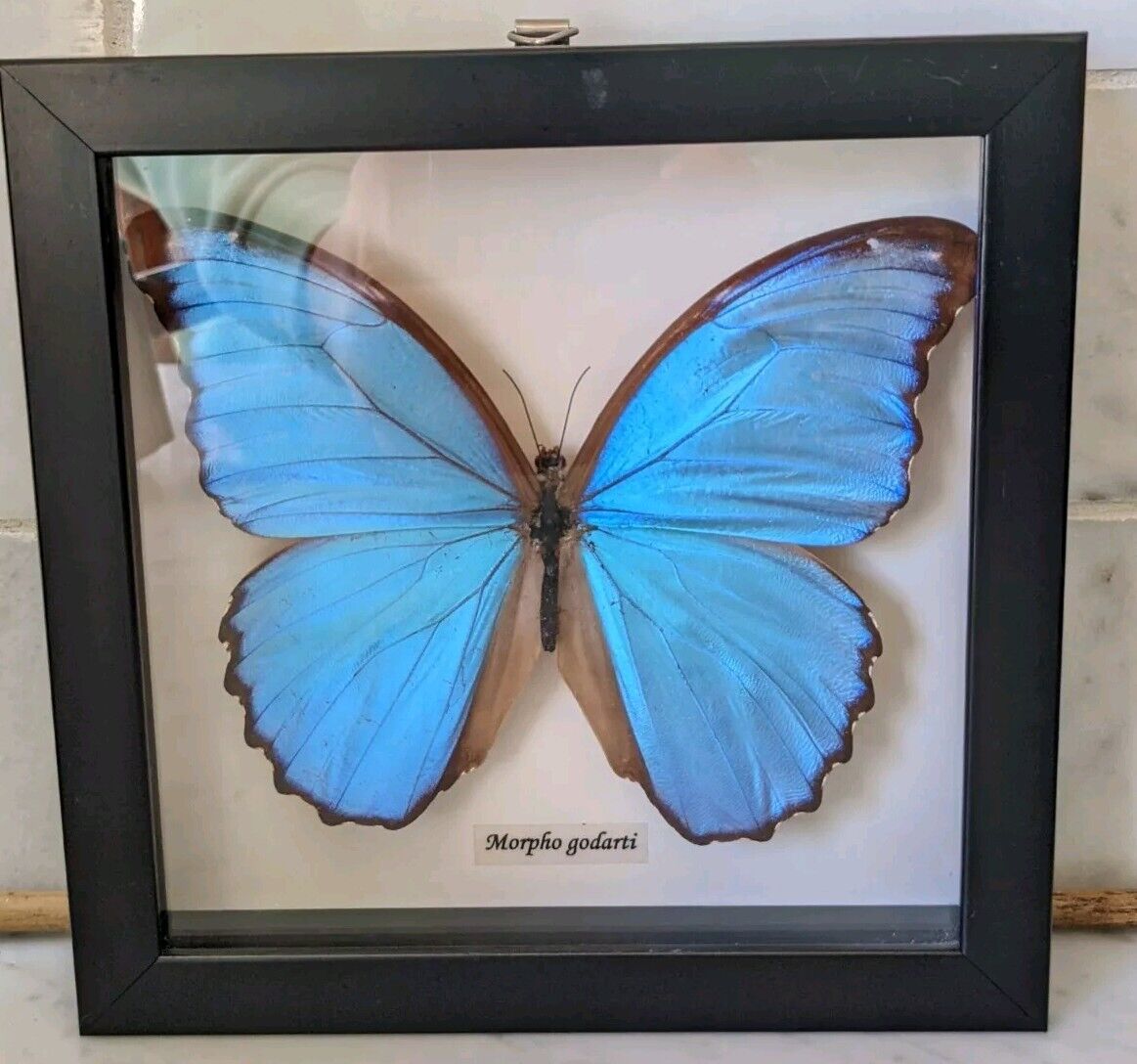 Morpho Godarti Iridescent BLUE MORPHO BUTTERFLY Framed 