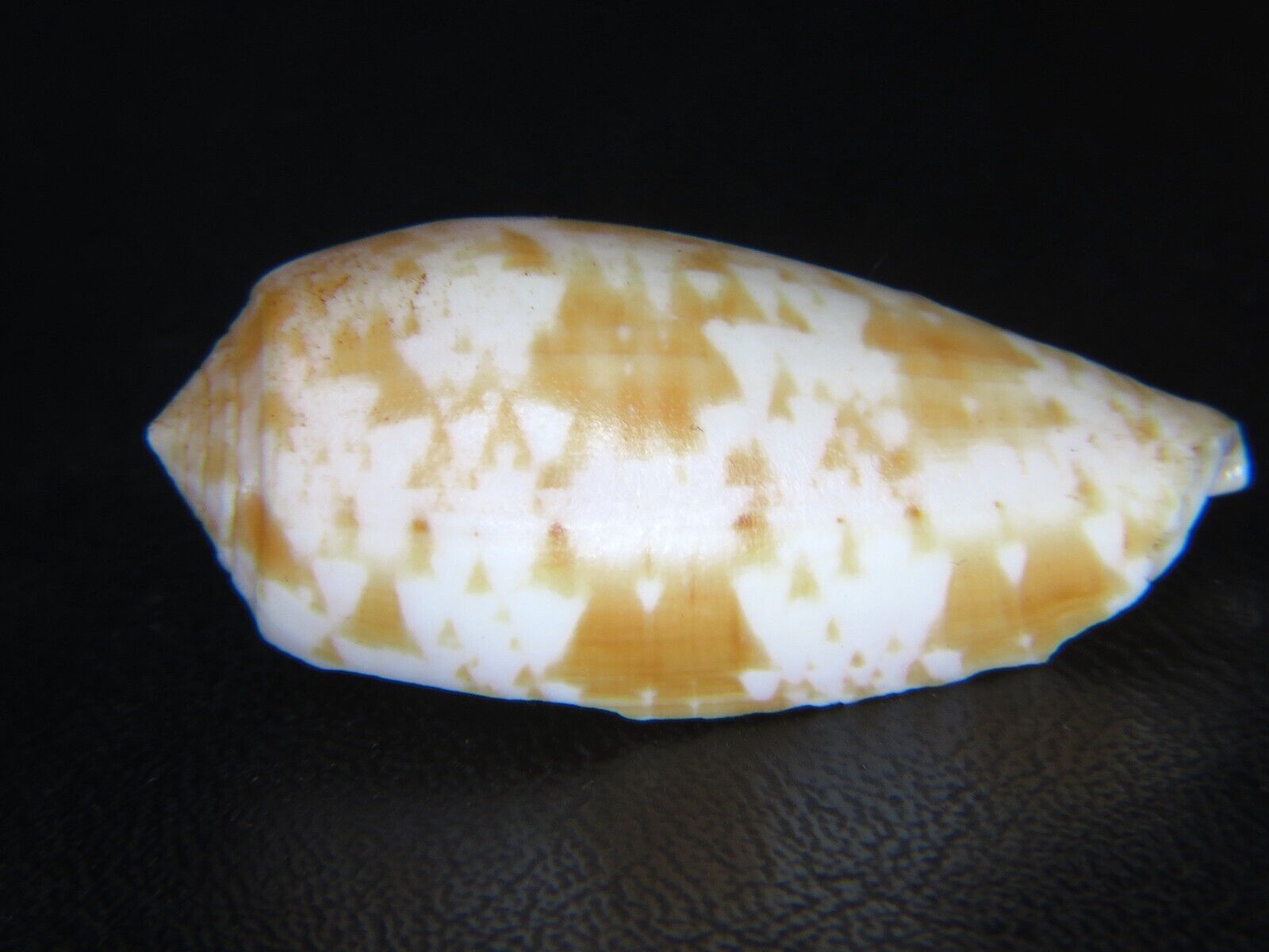 CONUS BULLATUS: FOSSILIZED @ 36.95MM FROM BARBERS POINT HARBOR DREDGINGS