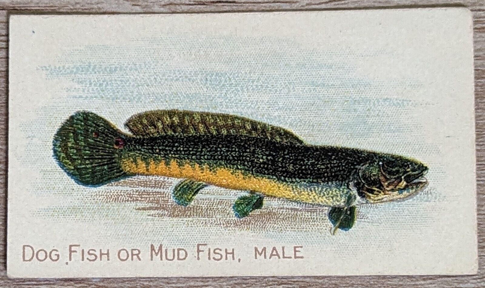 1910 T58 American Tobacco Fish Series Dog Fish Or Mud Fish, Male