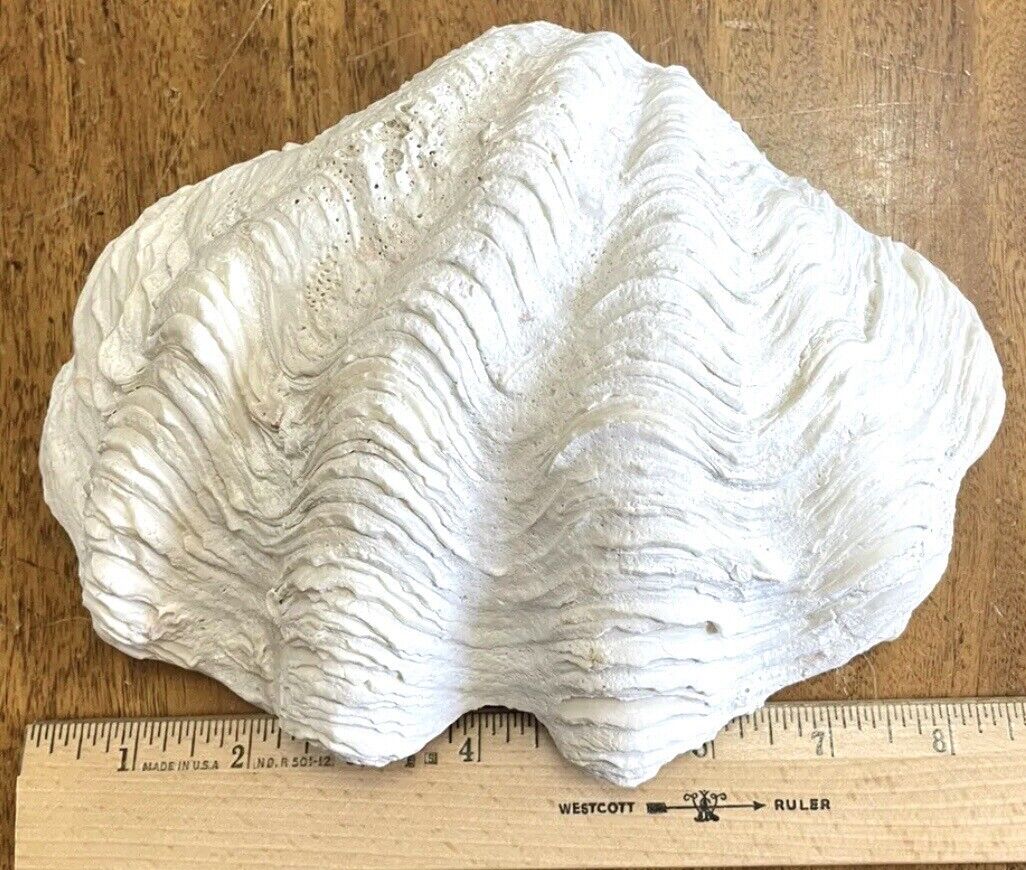 TRIDACNA GIGAS CLAM SHELL RARE VINTAGE LARGE 6x8.25 NATURAL CLAM SHELL 2 Lb 11