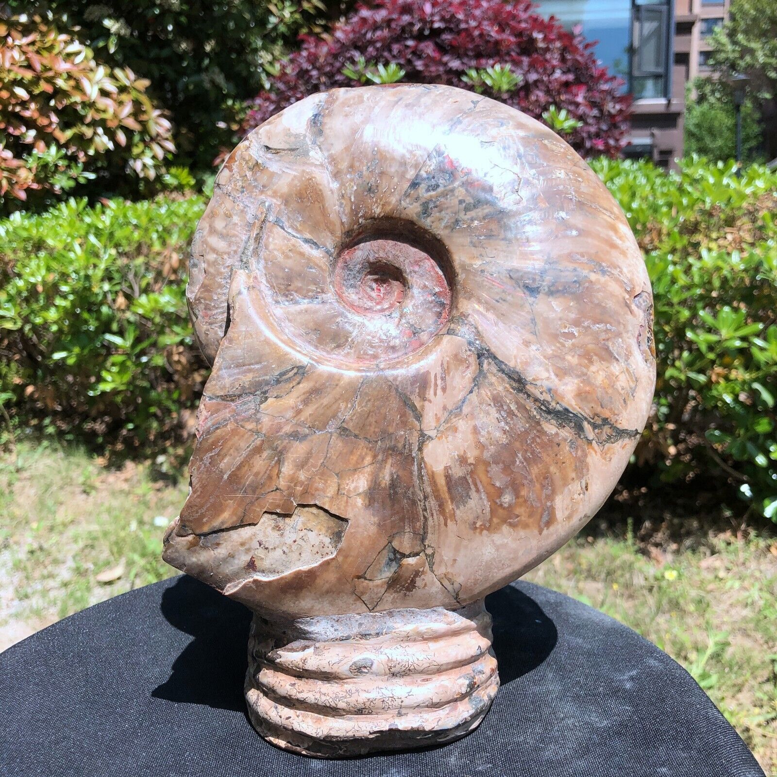 7.65LB TOP Natural Beautiful ammonite fossil conch Crystal specimen heals 1264