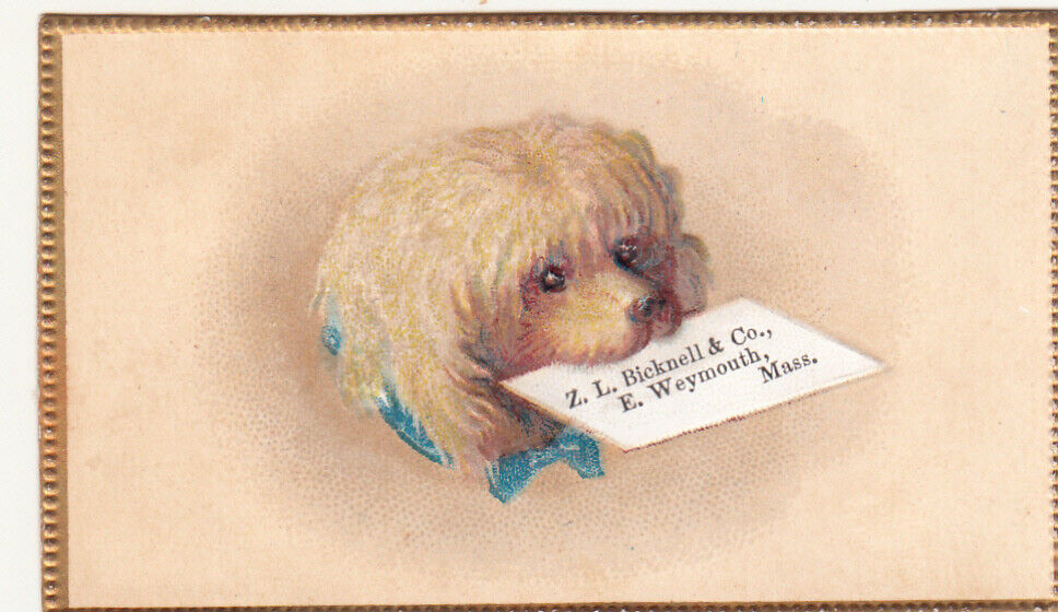 Z L Bicknell & Co East Weymouth MA White Poodle Dog Embossed Vict Card c1880s