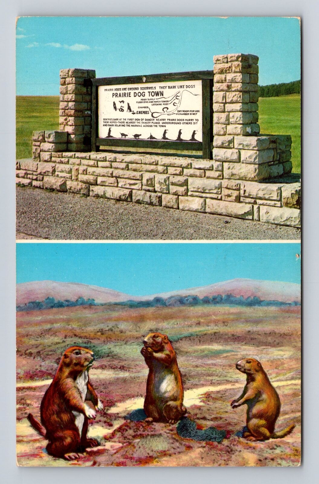 Wind Cave National Park, Prairie Dog Town, Series #R137 Vintage Postcard
