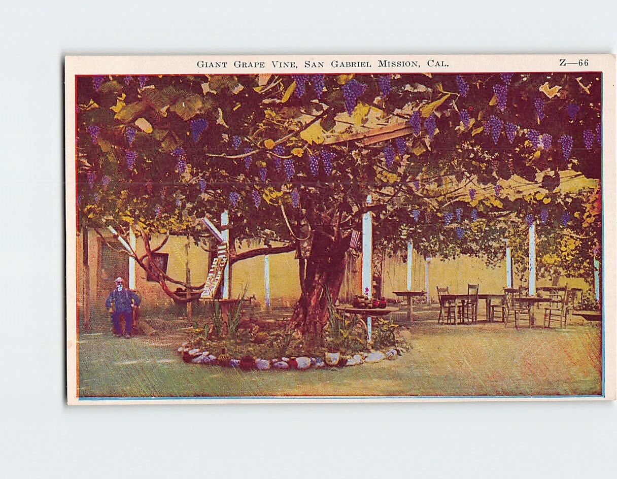 Postcard Giant Grape Vine, San Gabriel Mission, San Gabriel, California