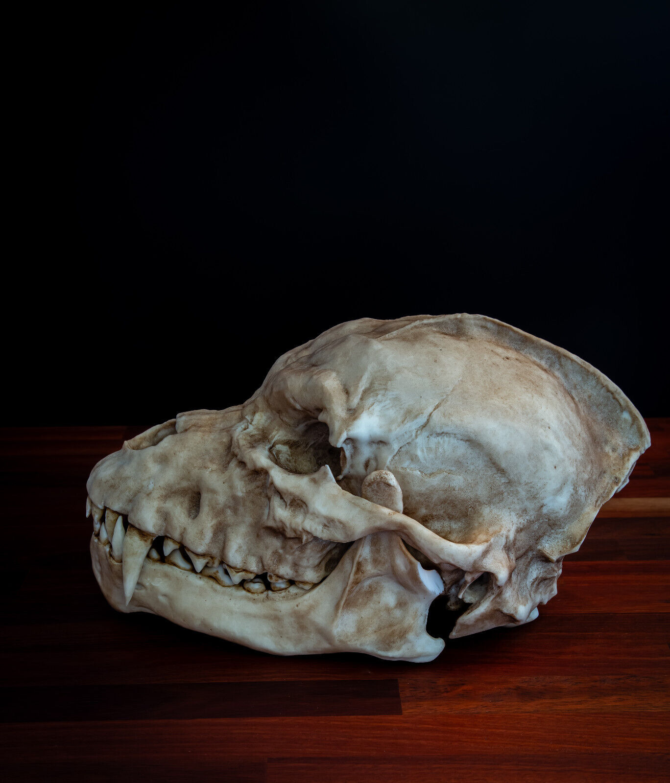 Werewolf Skull - life sized - super detailed -High Quality - 