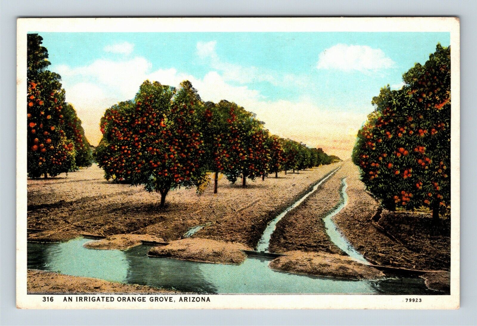 An Irrigated Orange Grove, Arizona Vintage Postcard