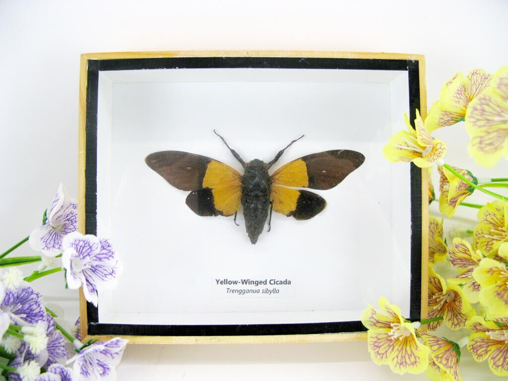 Yellow-Winged Cicada - Trengganua sibylla - True Huge 3D Cicade Showcase