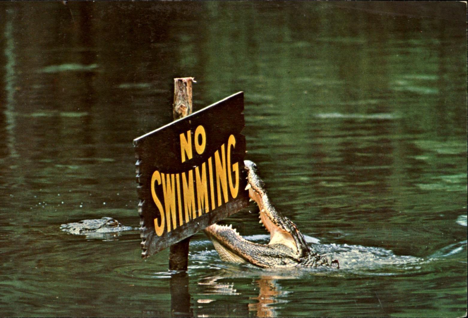 Gator Lagoon ~ Homosassa Springs Florida FL ~ alligator crocodile ~ 1970s