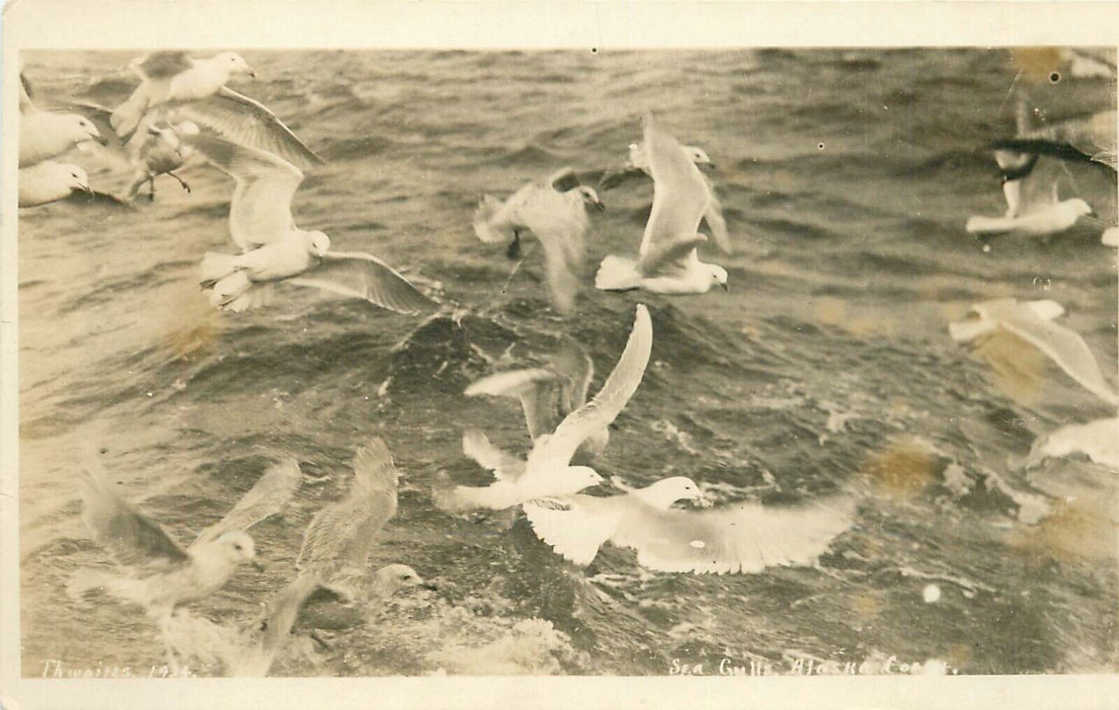 c1920 Seagulls On The Alaska Coast Real Photo Postcard/RPPC