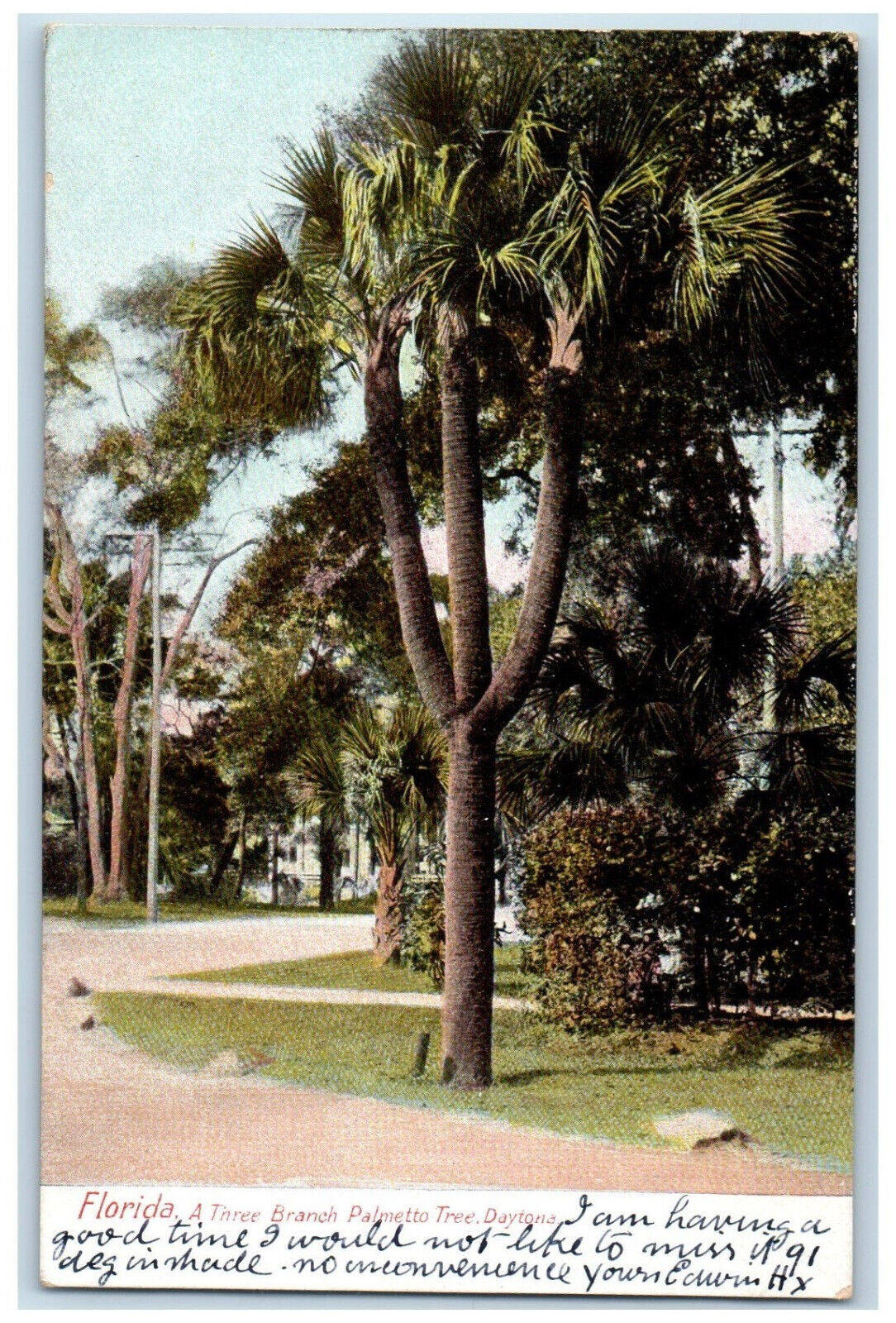 1908 A Three Branch Palmetto Tree Daytona Florida FL Antique Posted Postcard