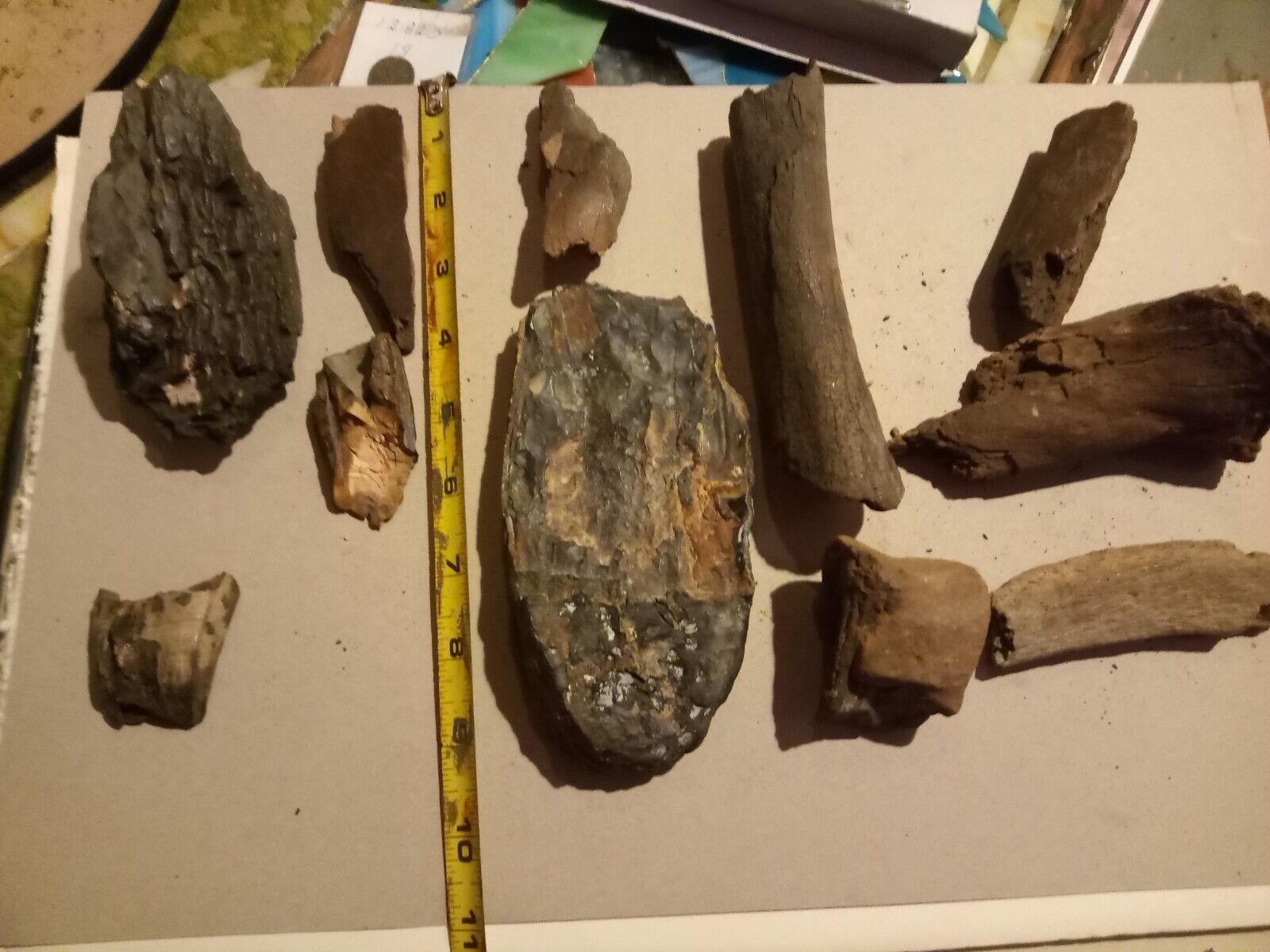 11 FOSSIL BONES FLORIDA. FOSSILS ICE AGE TOOTH SKELETON PARTS 3 Types Of Species