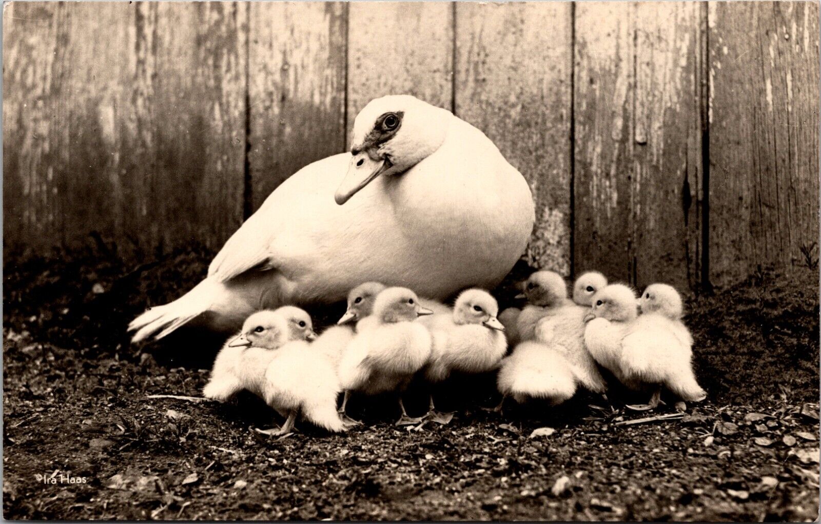RPPC Mother Muscoby Duck With Ducklings, Vintage Unposted