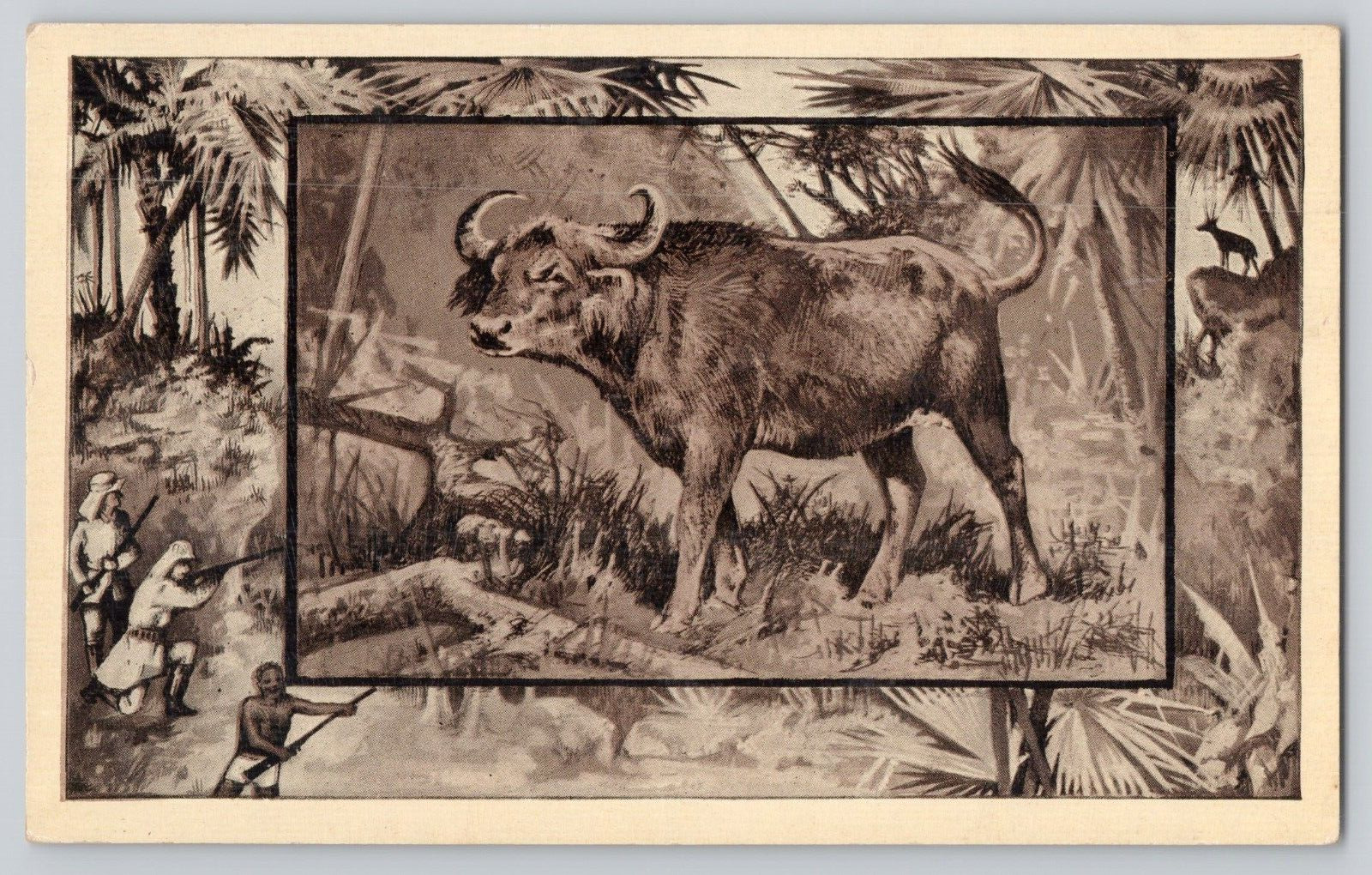 Postcard The African Buffalo