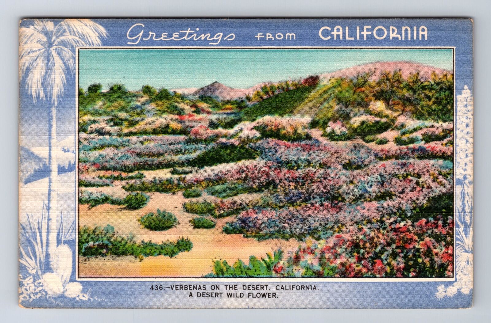 CA-California, Verbenas On The Desert, Wild Flower, Antique, Vintage Postcard