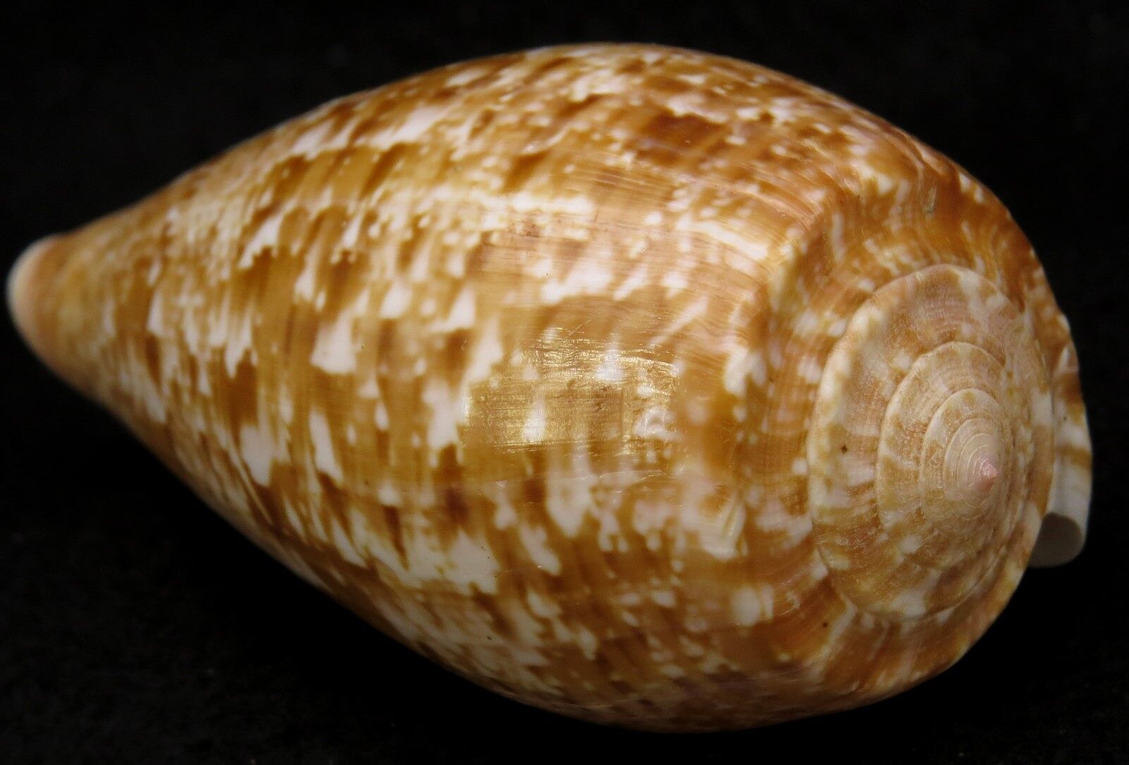 FS Conus (Textilia) cervus 101mm Almost Gem 