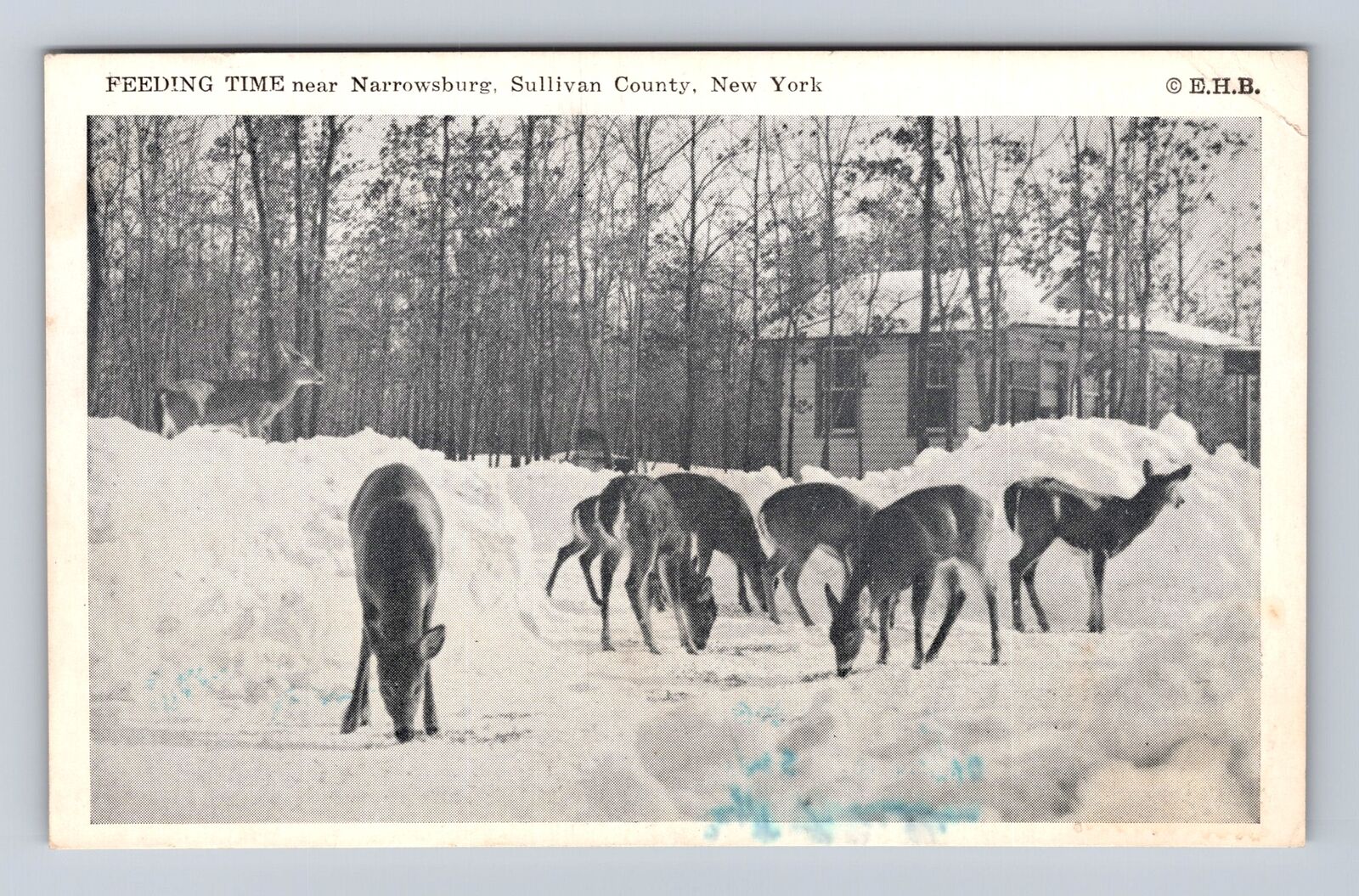 Narrowsburg NY-New York, Deer Feeding, Sullivan Co, Antique Vintage Postcard