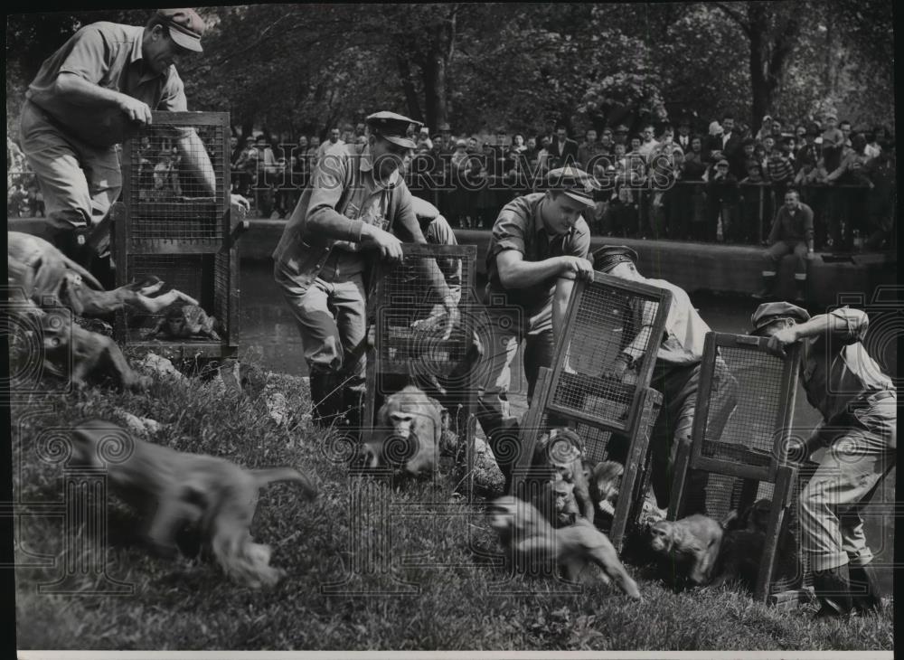 1953 Press Photo Milwaukee Zoo-Monkeys-Rhesus monkeys streaked out of their cage