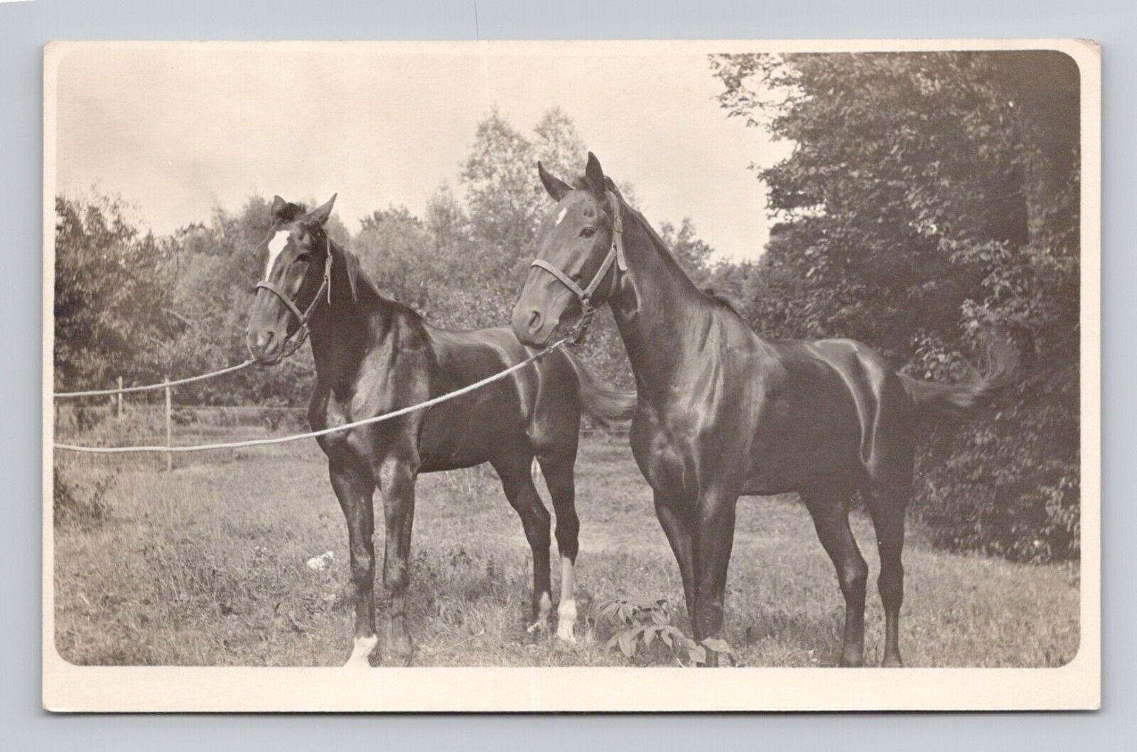 RPPC Two Stunning Horses in Field, Antique Real Photo O11