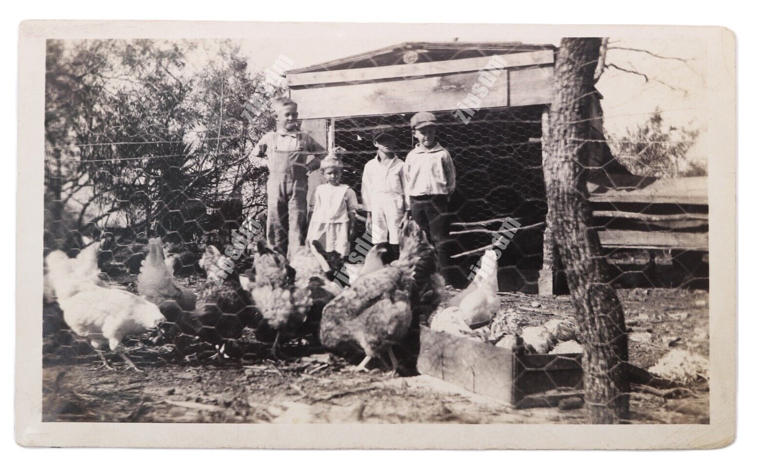 c1920s Photo Kids w/ Longhorns & Buff Orpingtons Chickens -  San Antonio, Texas